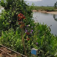 Pham Trung Dung Aiglevn - ảnh 4