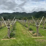 Khoa Ng - ảnh 2
