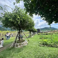 Đông Nguyễn - ảnh 2